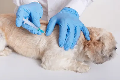 Przychodnia Weterynaryjna "PŁOCKA"